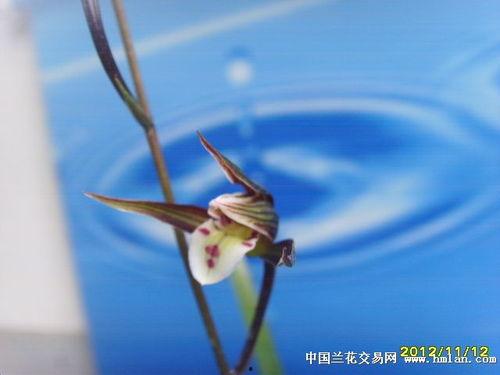 紫黑花液视频欧美